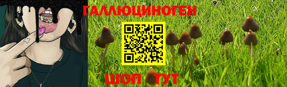 Унеча  Галлюциногенные грибы Psilocybine cubensis  Вход с VPN 